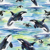 a group of killer whales swimming in the ocean, with their distinctive black and white coloration and large fins visible.